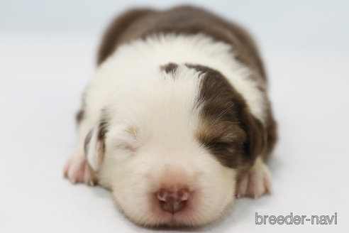 成約済の神奈川県のボーダーコリー-319178の4枚目